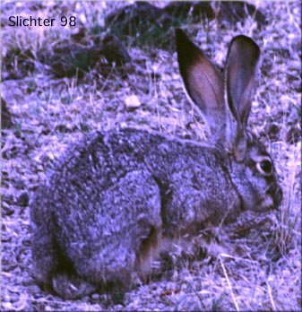 rdr online black tailed jack rabbit