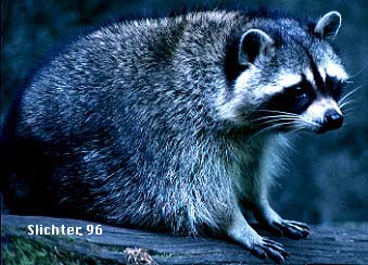 Eastern Raccoon, Raccoon: Procyon lotor