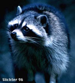 Eastern Raccoon, Raccoon: Procyon lotor
