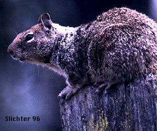 California Ground Squirrel: Spermophilus beecheyi