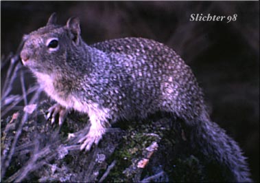 California Ground Squirrel: Spermophilus beecheyi