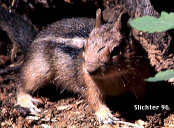 Cascade Golden-mantled Ground Squirrel: Callospermophilus saturatus
