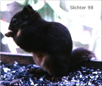 Douglas' Squirrel: Tamiasciurus douglasii