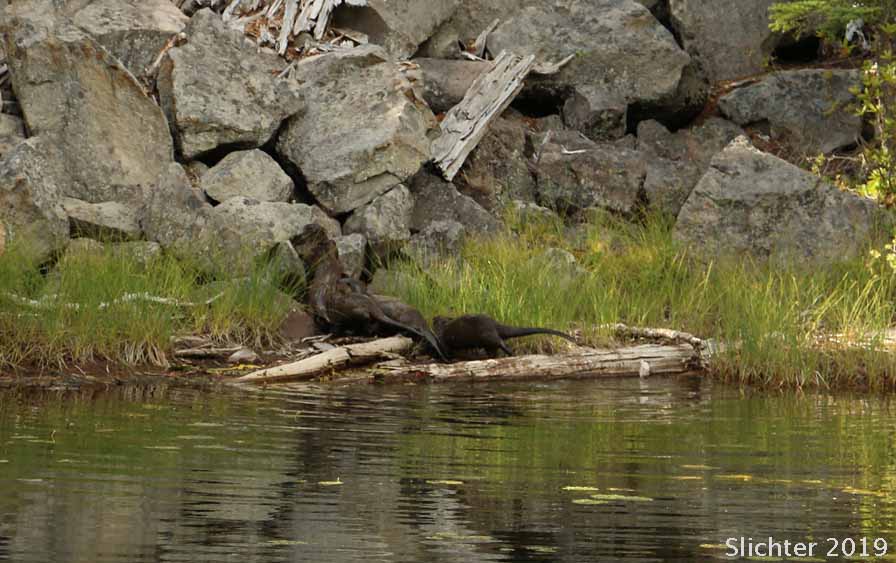 River Otter: Lutra canadensis