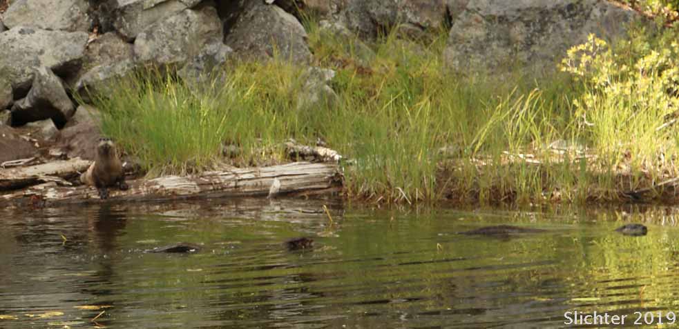 River Otter: Lutra canadensis