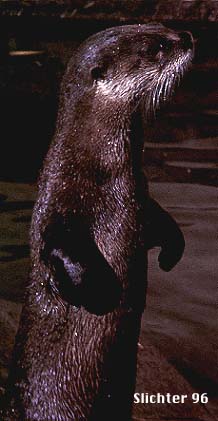 River Otter: Lutra canadensis