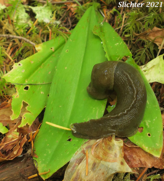 Pacific banana slug (Ariolimax columbianus) observed along the Lewis River Trail between the Curly Creek Falls Trailhead and Bolt Camp Shelter, Gifford Pinchot National Forest......October 4, 2021.