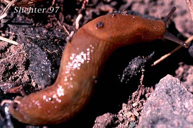 European black slug (Arion subfuscus) at Gresham, OR (August 1994)