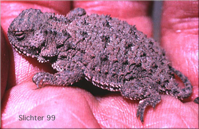 Short-horned Lizard: Phrynosoma douglasii