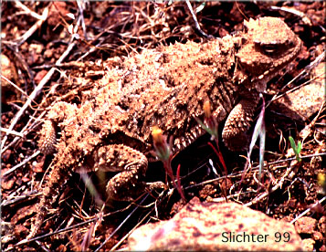 Short-horned Lizard: Phrynosoma douglasii