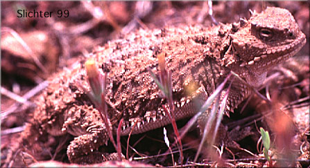 Short-horned Lizard: Phrynosoma douglasii