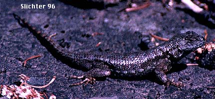 Western Fence Lizard, Blue Belly: Sceloporus occidentalis