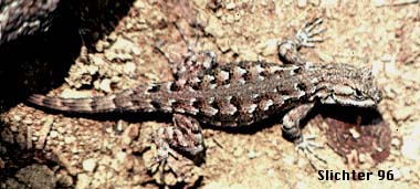 Western Fence Lizard, Blue Belly: Sceloporus occidentalis