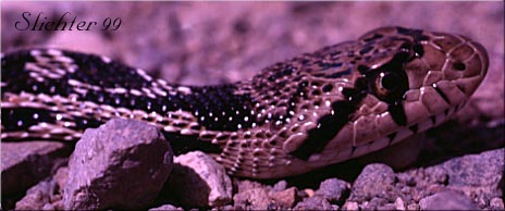 Bull Snake, Gopher Snake: Pituophis catenifer