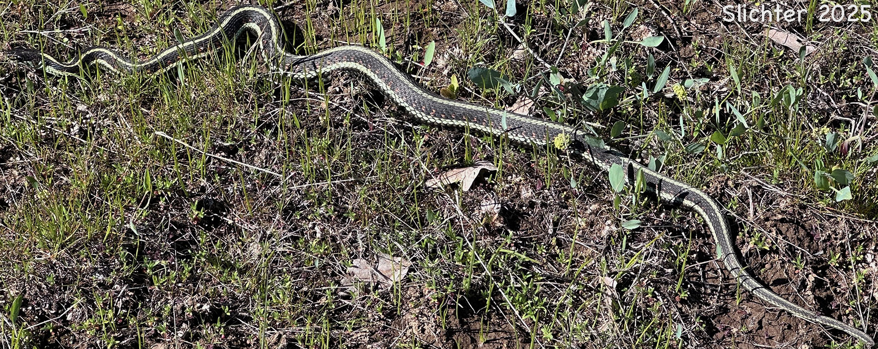 Common Garter Snake: Thamnophis sirtalis