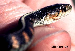 Common Garter Snake: Thamnophis sirtalis