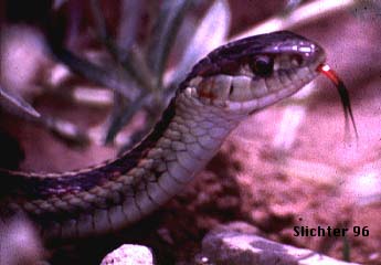 Common Garter Snake: Thamnophis sirtalis