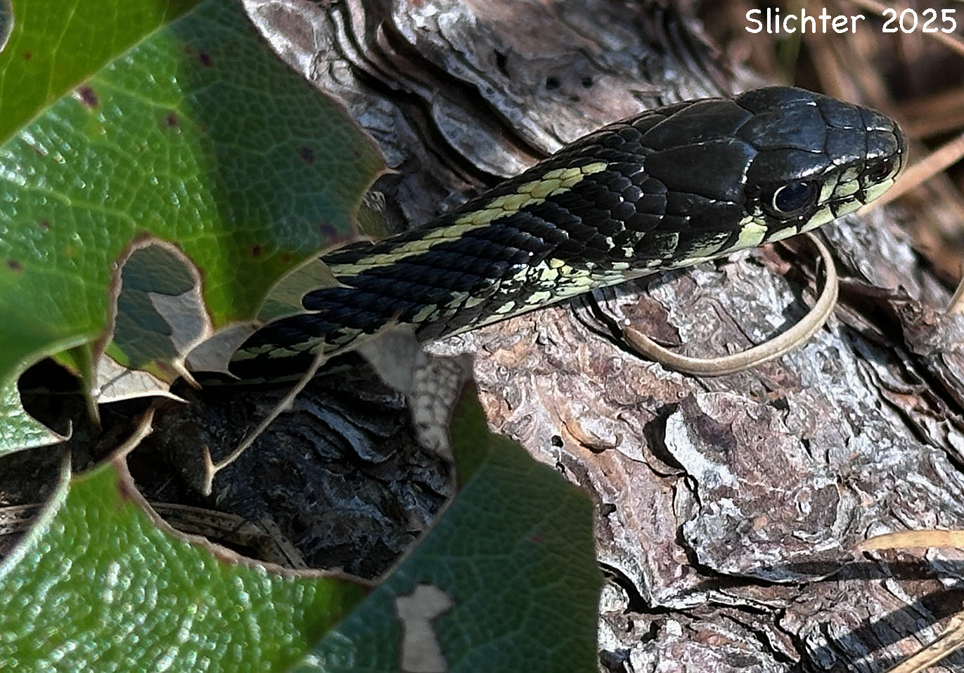 Common Garter Snake: Thamnophis sirtalis