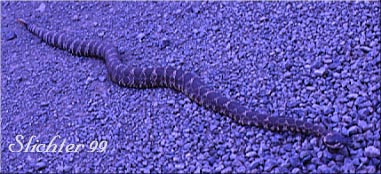 Western Rattlesnake: Crotalus viridis