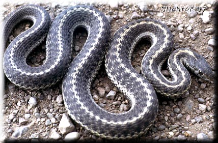 Western Terrestrial Garter Snake: Thamnophis elegans