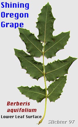 Ventral leaf surface of Holly-leaf Oregon-grape, Shining Oregon Grape, Tall Oregon Grape: Berberis aquifolium (Synonyms: Berberis aquifolium var. aquifolium, Berberis nutkana, Mahonia aquifolium, Odostemon aquifolium)