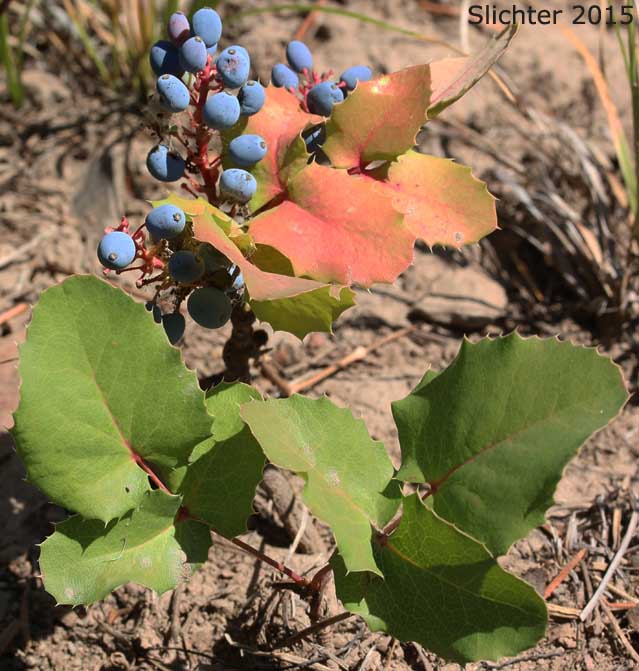 Creeping Oregon Grape, Low Oregon Grape: Berberis repens (Synonyms: Berberis aquifolium var. repens, Berberis nana, Berberis sonnei, Mahonia repens, Mahonia sonnei, Odostemon repens)