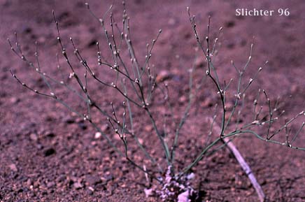 Bailey's Buckwheat, Broom Buckwheat: Eriogonum baileyi var. baileyi (Synonym: Eriogonum vimineum var. baileyi)