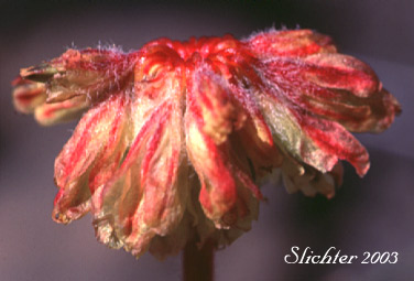 Flower head of Mat Buckwheat, Matted Wild Buckwheat: Eriogonum caespitosum (Synonyms: Eriogonum cespitosum, Eriogonum sphaerocephalum var. sericoleucum)