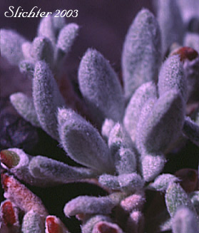 Basal leaves of Mat Buckwheat, Matted Wild Buckwheat: Eriogonum caespitosum (Synonyms: Eriogonum cespitosum, Eriogonum sphaerocephalum var. sericoleucum)