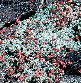 Mat Buckwheat, Matted Wild Buckwheat: Eriogonum caespitosum (Synonyms: Eriogonum cespitosum, Eriogonum sphaerocephalum var. sericoleucum)
