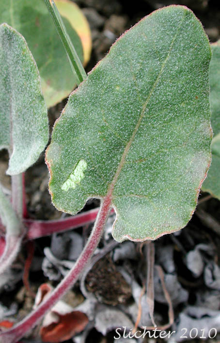 Dorsal leaf surface of Arrowleaf Buckwheat, Northern Buckwheat, Smooth Arrow-leaf Wild Buckwheat: Eriogonum compositum var. leianthum (Synonym: Eriogonum tolmieanum)