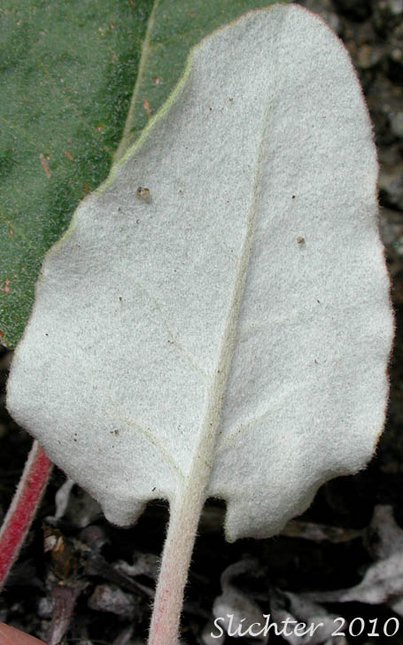 Ventral leaf surface of Arrowleaf Buckwheat, Northern Buckwheat, Smooth Arrow-leaf Wild Buckwheat: Eriogonum compositum var. leianthum (Synonym: Eriogonum tolmieanum)