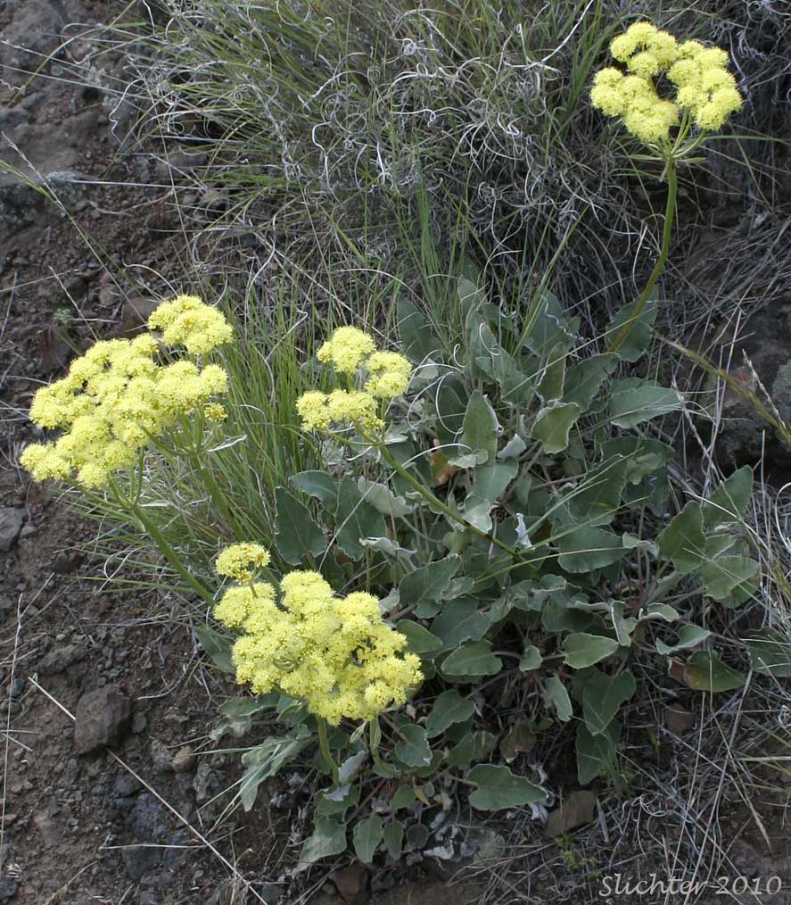 Yellow-flowered form of Arrowleaf Buckwheat, Heart-leaf Buckwheat, Northern Buckwheat: Eriogonum compositum var. compositum (Synonyms: Eriogonum compositum var. citrinum, Eriogonum compositum var. pilicaule, Eriogonum johnstonii, Eriogonum pilicaule)