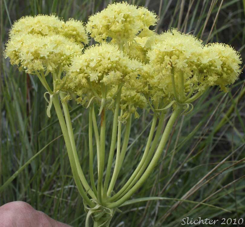 Close-up of a yellow-flowered form of Arrowleaf Buckwheat, Heart-leaf Buckwheat, Northern Buckwheat: Eriogonum compositum var. compositum (Synonyms: Eriogonum compositum var. citrinum, Eriogonum compositum var. pilicaule, Eriogonum johnstonii, Eriogonum pilicaule)