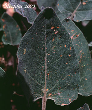 Basal leaf of Arrowleaf Buckwheat, Heart-leaf Buckwheat, Northern Buckwheat: Eriogonum compositum var. compositum (Synonyms: Eriogonum compositum var. citrinum, Eriogonum compositum var. pilicaule, Eriogonum johnstonii, Eriogonum pilicaule)