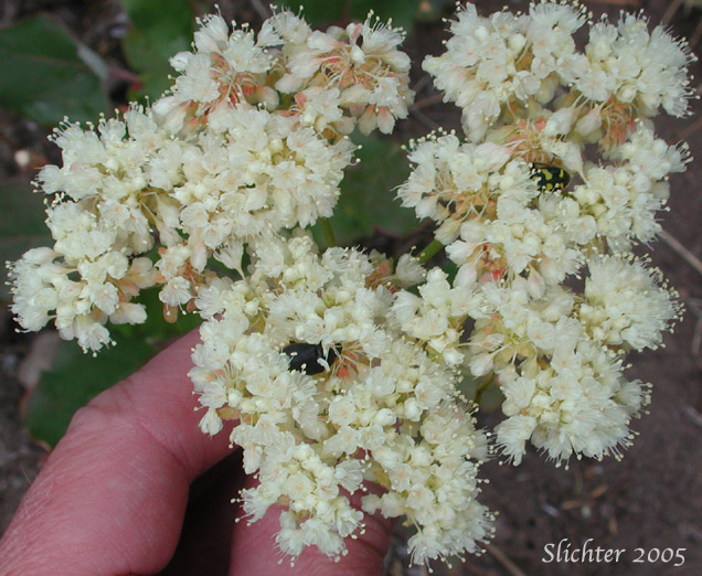 Close-up of the inflorescence of Arrowleaf Buckwheat, Heart-leaf Buckwheat, Northern Buckwheat: Eriogonum compositum var. compositum (Synonyms: Eriogonum compositum var. citrinum, Eriogonum compositum var. pilicaule, Eriogonum johnstonii, Eriogonum pilicaule)