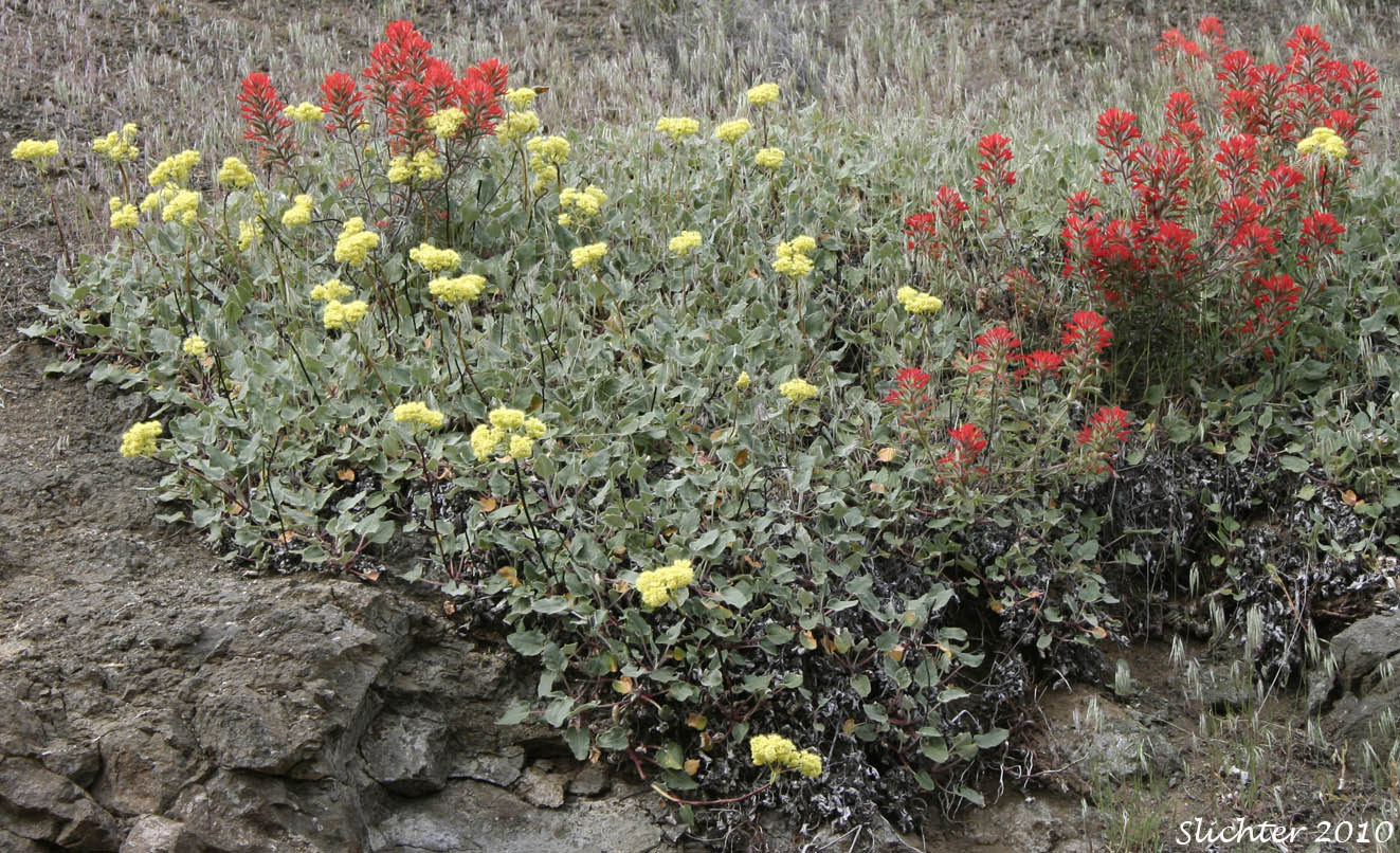 Heartleaf buckwheat (Eriogonum compositum var. leianthum) and desert paintbrush (Castilleja chromosa).............May 16, 2010.
