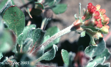 Bicolor Sulphur Flower, Sulphur Flower Buckwheat: Eriogonum umbellatum var. dichrocephalum (Synonyms: Eriogonum umbellatum ssp. aridum, Eriogonum umbellatum var. aridum)