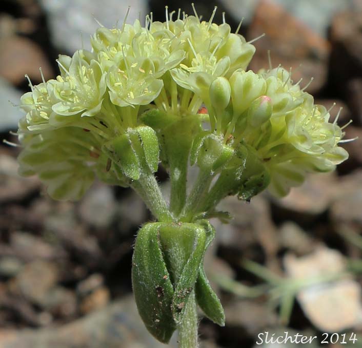 Sideview of the inflorescence of Bicolor Sulphur Flower, Sulphur Flower Buckwheat: Eriogonum umbellatum var. dichrocephalum (Synonyms: Eriogonum umbellatum ssp. aridum, Eriogonum umbellatum var. aridum)