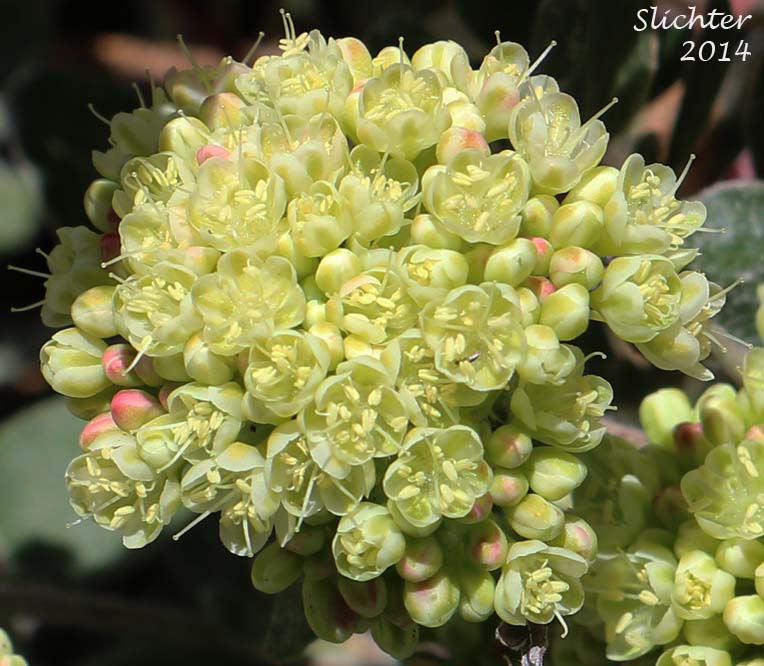 Inflorescence of Bicolor Sulphur Flower, Sulphur Flower Buckwheat: Eriogonum umbellatum var. dichrocephalum (Synonyms: Eriogonum umbellatum ssp. aridum, Eriogonum umbellatum var. aridum)