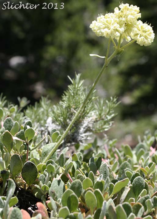 Bicolor Sulphur Flower, Sulphur Flower Buckwheat: Eriogonum umbellatum var. dichrocephalum (Synonyms: Eriogonum umbellatum ssp. aridum, Eriogonum umbellatum var. aridum)