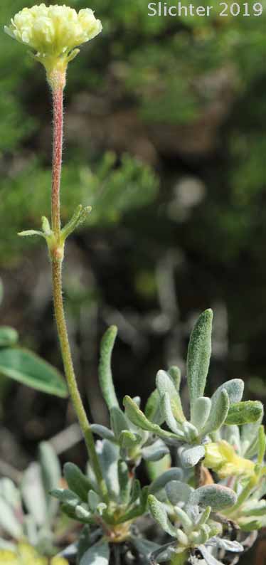 Douglas' Buckwheat: Eriogonum douglasii var. douglasii (Synonym: Eriogonum caespitosum var. douglasii)