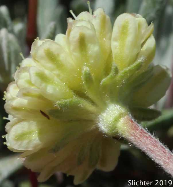 Inflorescence of Douglas' Buckwheat: Eriogonum douglasii var. douglasii (Synonym: Eriogonum caespitosum var. douglasii)