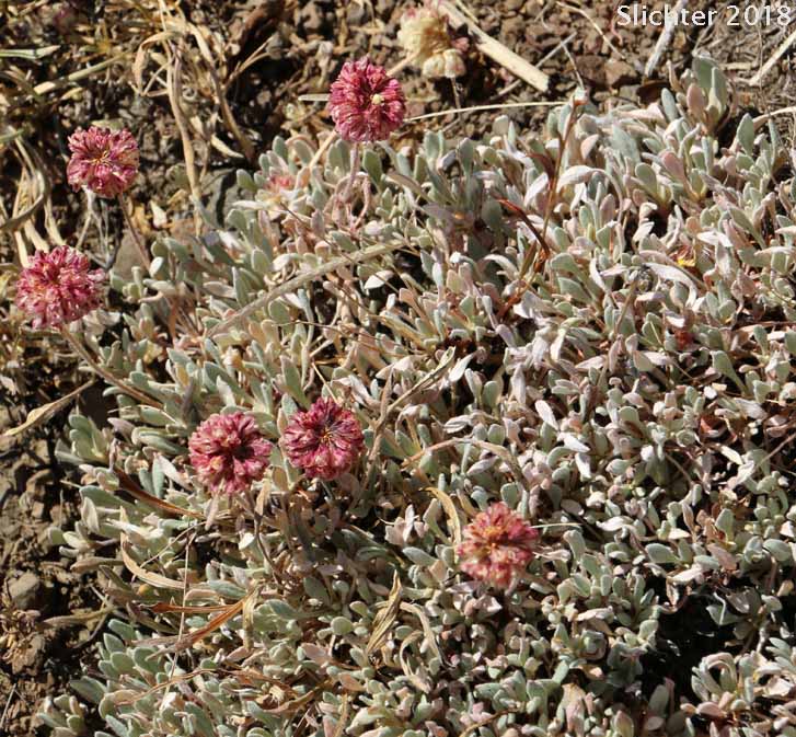 Douglas' Buckwheat: Eriogonum douglasii var. douglasii (Synonym: Eriogonum caespitosum var. douglasii)
