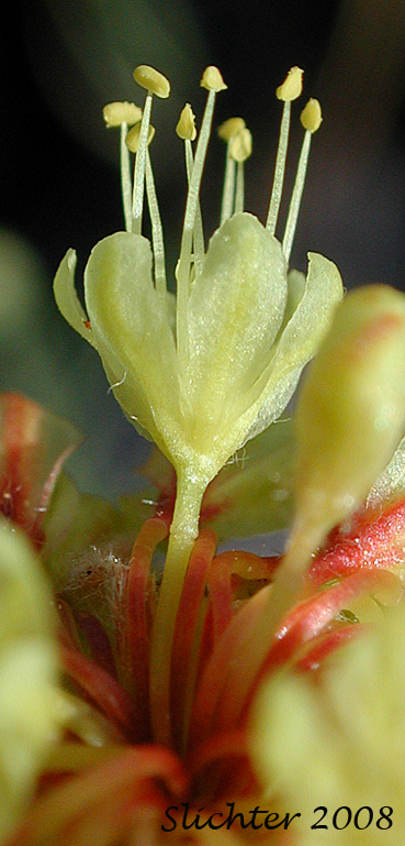 Close-up of a flower of Eriogonum douglasii var. douglasii