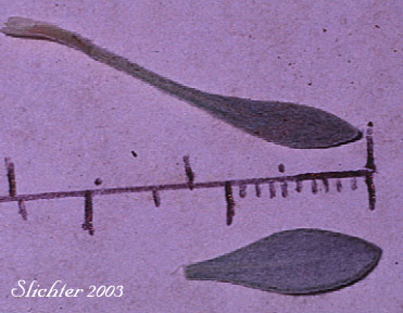 Leaf of Douglas' Buckwheat: Eriogonum douglasii var. douglasii (Synonym: Eriogonum caespitosum var. douglasii)
