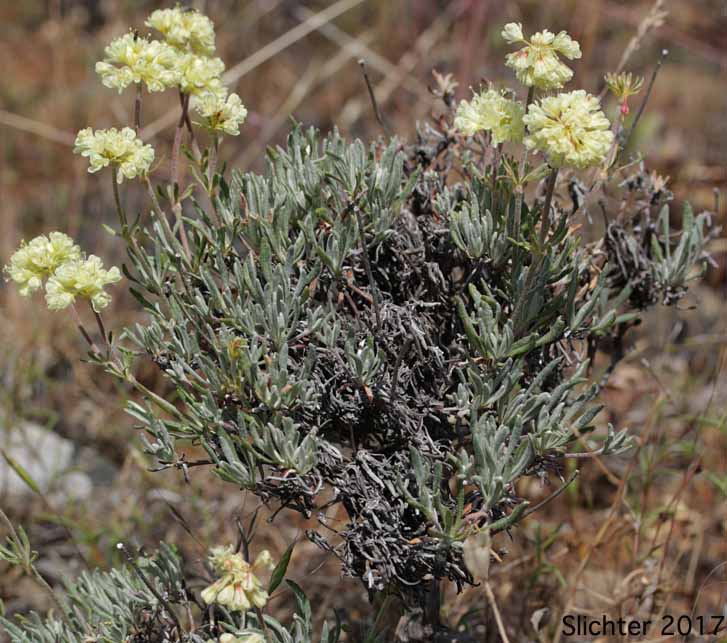 Scabland Wild Buckwheat: Eriogonum sphaerocephalum var. sublineare (Synonyms: Eriogonum douglasii var. sublineare, Eriogonum douglasii var. tenue)