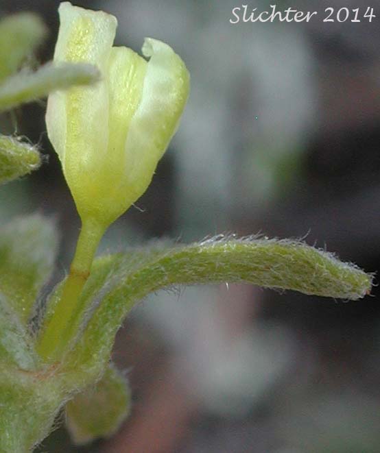 Flower and bract of Scabland Wild Buckwheat: Eriogonum sphaerocephalum var. sublineare (Synonyms: Eriogonum douglasii var. sublineare, Eriogonum douglasii var. tenue)