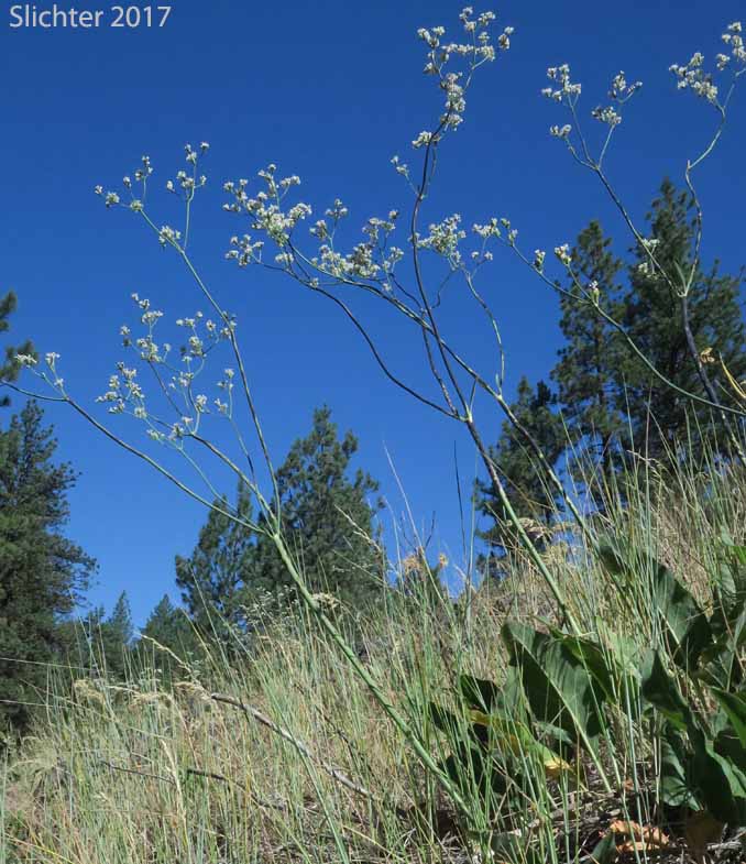 Tall Buckwheat, Tall Woolly Buckwheat, Rush Buckwheat: Eriogonum elatum var. elatum (Synonym: Eriogonum elatum var. limonifolium)