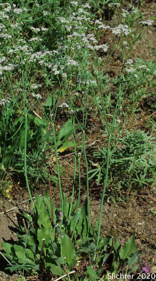 Tall Buckwheat, Tall Woolly Buckwheat, Rush Buckwheat: Eriogonum elatum var. elatum (Synonym: Eriogonum elatum var. limonifolium)